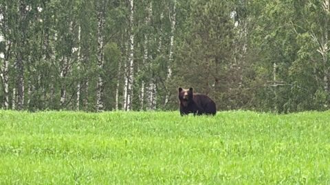 Keskkonnaamet andis Vändra kandis seatempe tegeva metsaoti küttimiseks eriloa