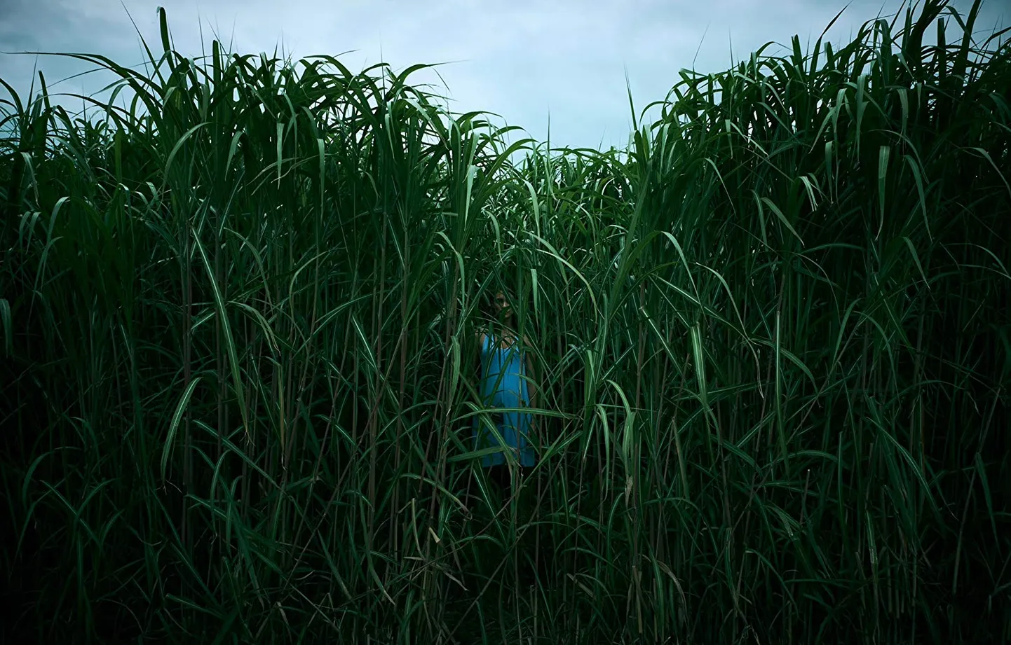 «In The Tall Grass»
