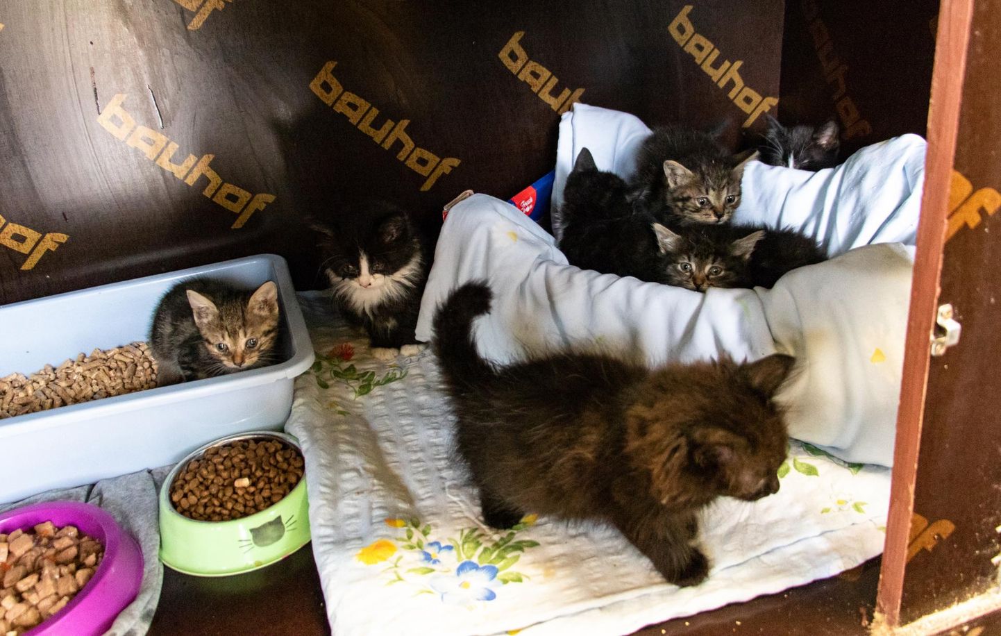 Leitud kassid Viljandi kodutute loomade varjupaigas