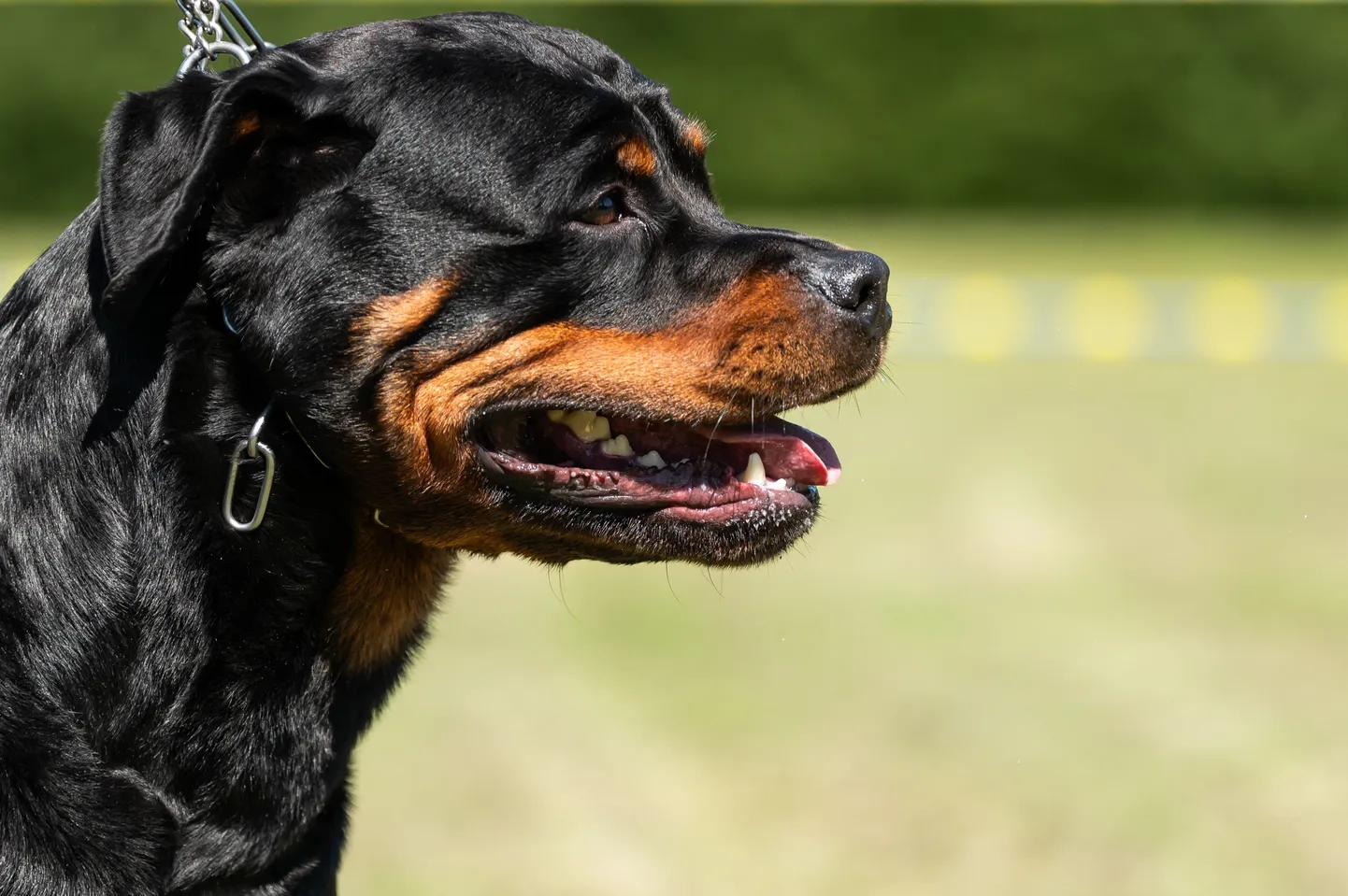 Rottweiler