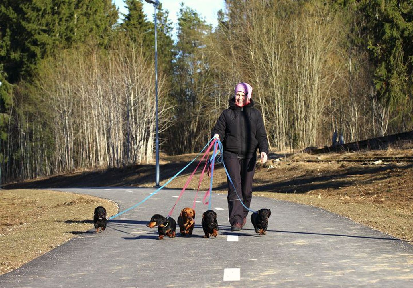 Kui Ilona Alla viie kääbustaksiga kergliiklusteel jalutab, peatuvad inimesed tihti, et koertega tutvust teha.
