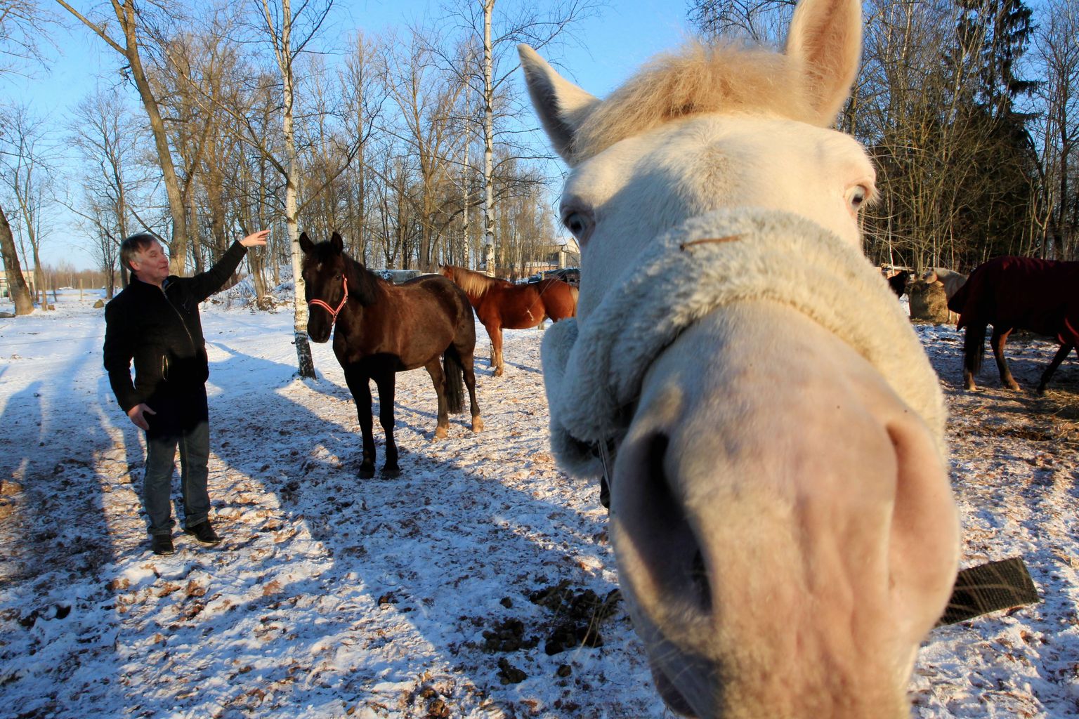 Tartu ratsakooli juhatuse liige Lembit Kalev oma hobustega. Vastupidiselt kaebusele, et talli ratsud on närvilised ja agressiivsed, olid loomad ajakirjanike vastu sõbralikud ja uudishimulikud.
