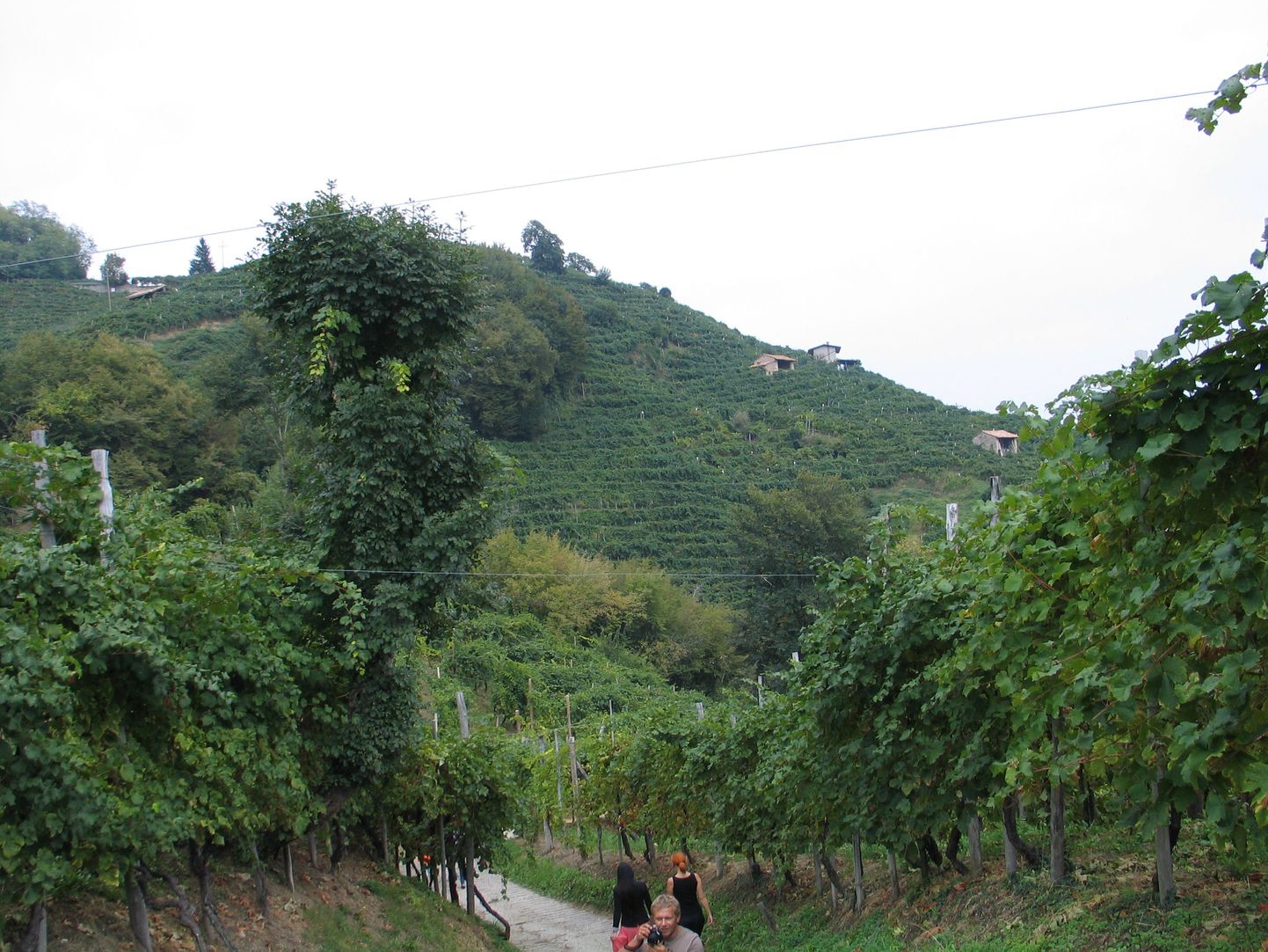 Prosecco kasvulava: Cartizze looduslikud tingimused lubavad kasvatada parimaid viinamarju ja teha neist tippveine.