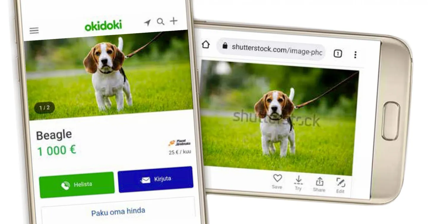 Nii reklaamitakse Lätist pärit, kuid Eesti aadressil beagle’i tõust kutsikat saidil okidoki.ee. Pilt on olnud ostmiseks saadav fotojagamise keskkonnas Shutterstock aastast 2017, autor fotograaf Ukrainast.