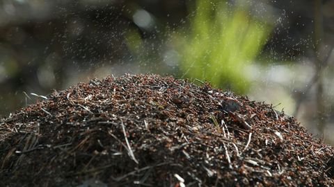 Sipelgad valmistavad peavalu: kuidas neid ohutult tõrjuda
