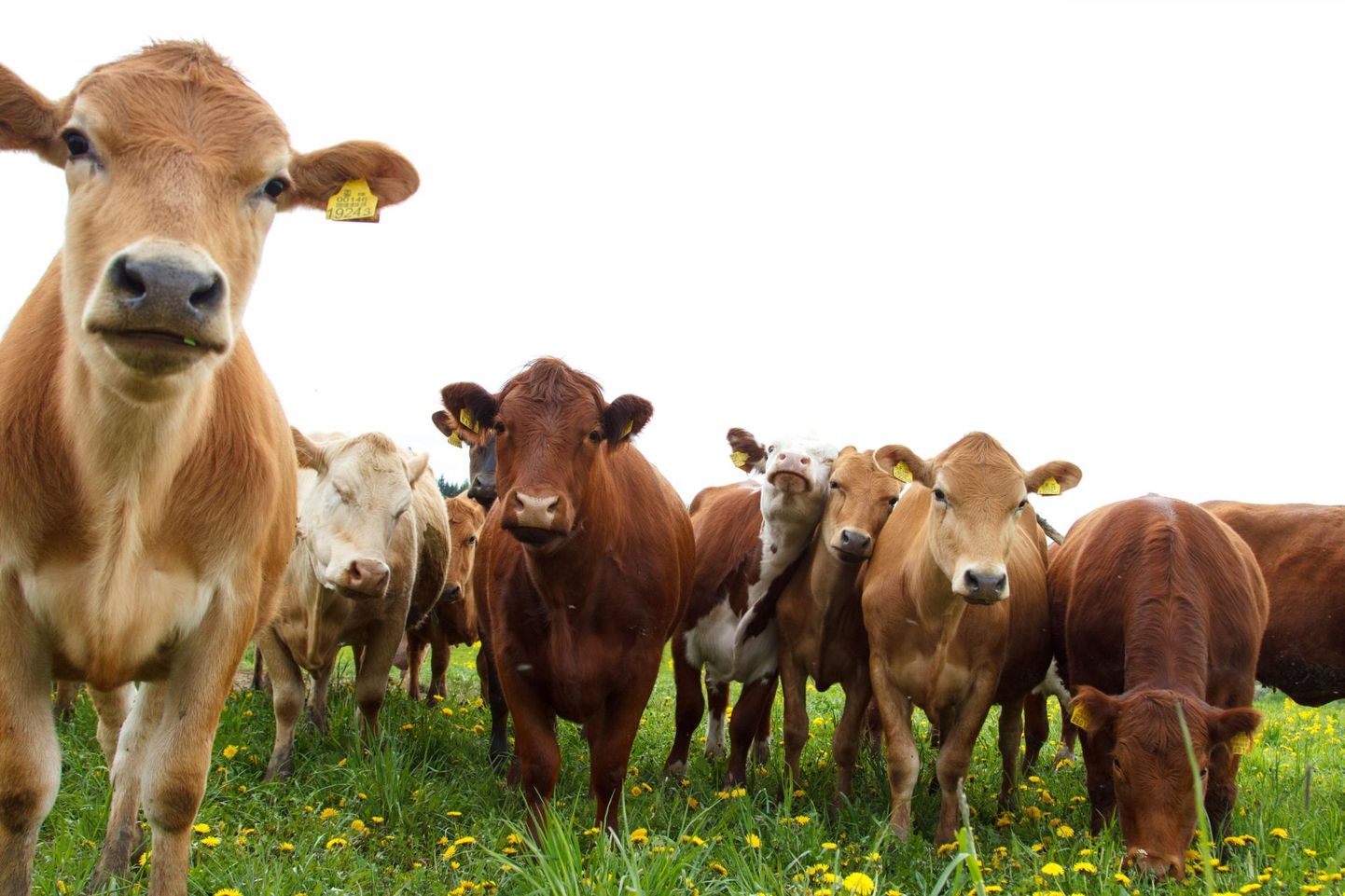 Loomad, keda kesklinna karjamaadel imetleda võib, on Aberdeeni-Anguse, Herefordi ja Simmentali tõugu.
