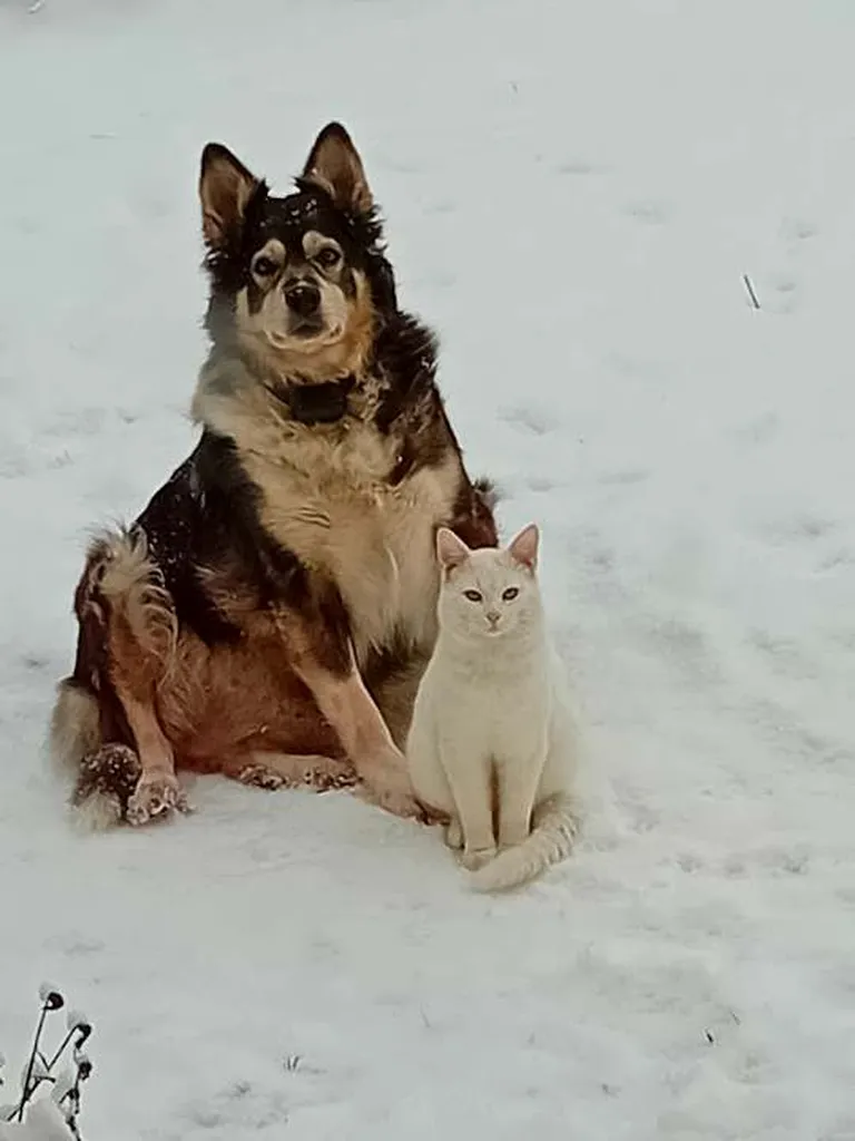 Момо вернулся домой.
