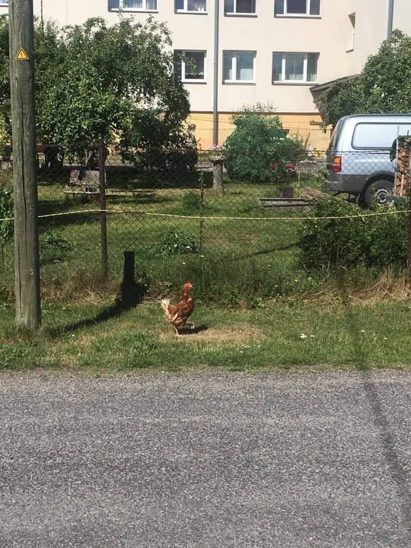 Eile Pärnus Kesk tänaval jalutanud kana, kes täna viidi loomade varjupaika.
