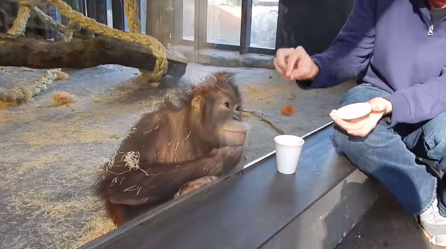 Orangutanipoeg võlutrikki vaatamas.