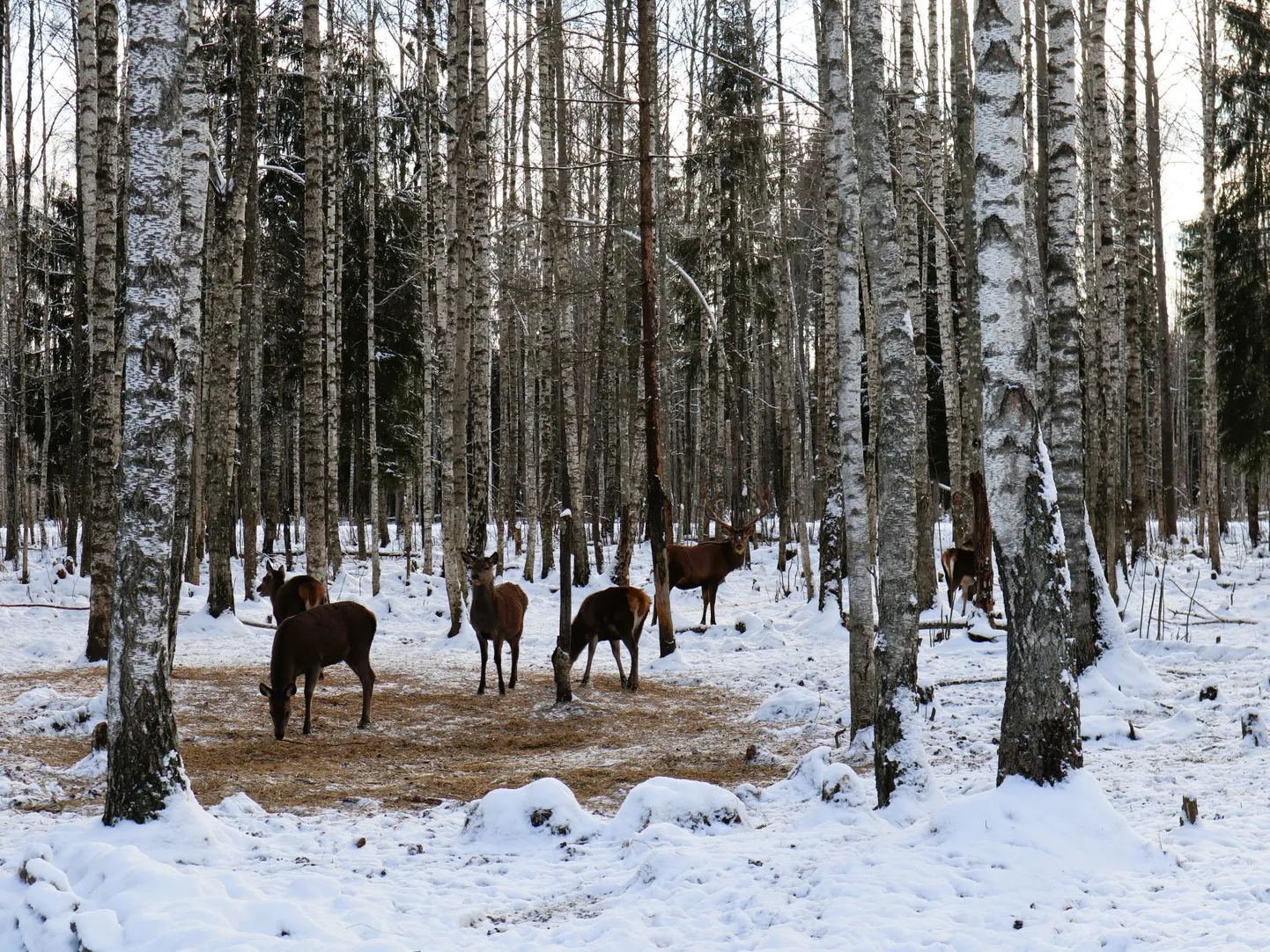 Toosikannus asub hirvede kuningriik.
