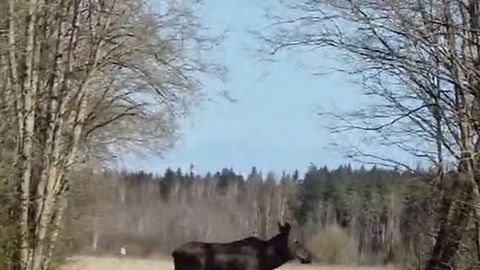 VIDEO ⟩ Haruldane: Lääne-Virumaal sattus autojuht silmitsi äsja sündinud põdravasikatega