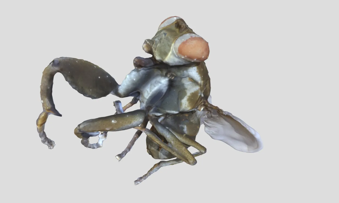 3D skann kiskjaliku välimusega sookärblasest Ochtera mantis, keda leidub ka Eestis. Tartu ülikooli loodusmuuseumi ja botaanikaaia projektiidee põhineb just selliste skaneeringute arendamisel ja kogumisel.