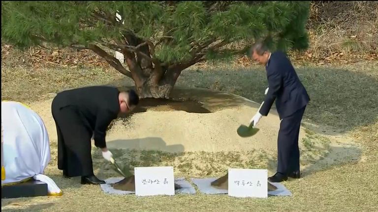 Moon Jae-in ja Kim Jong-un puud istutamas.