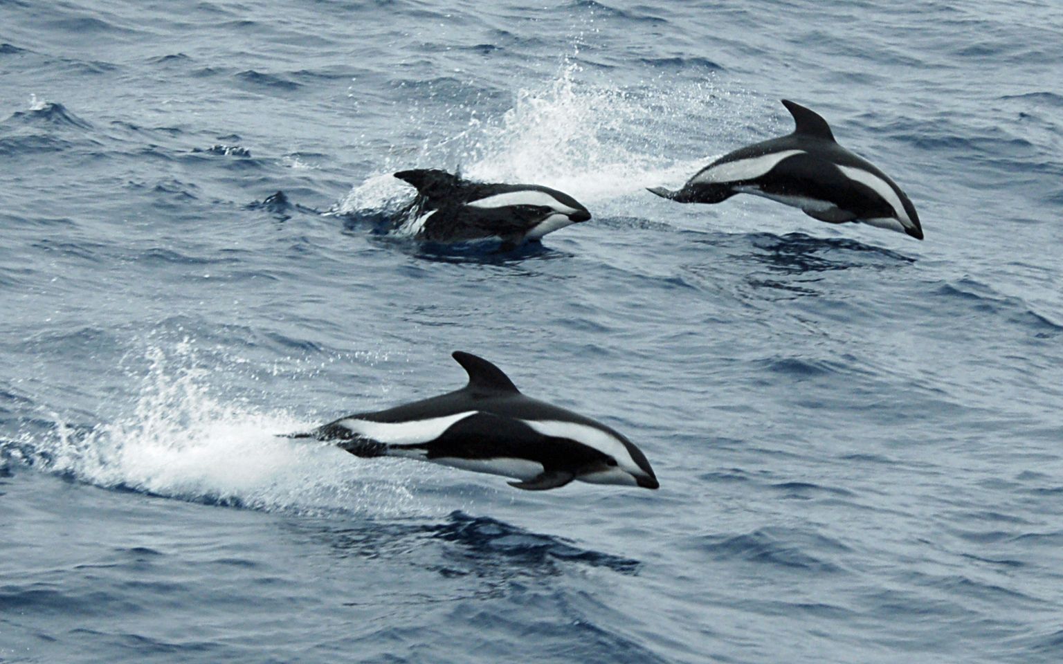 Дельфины в проливе Дрейка.