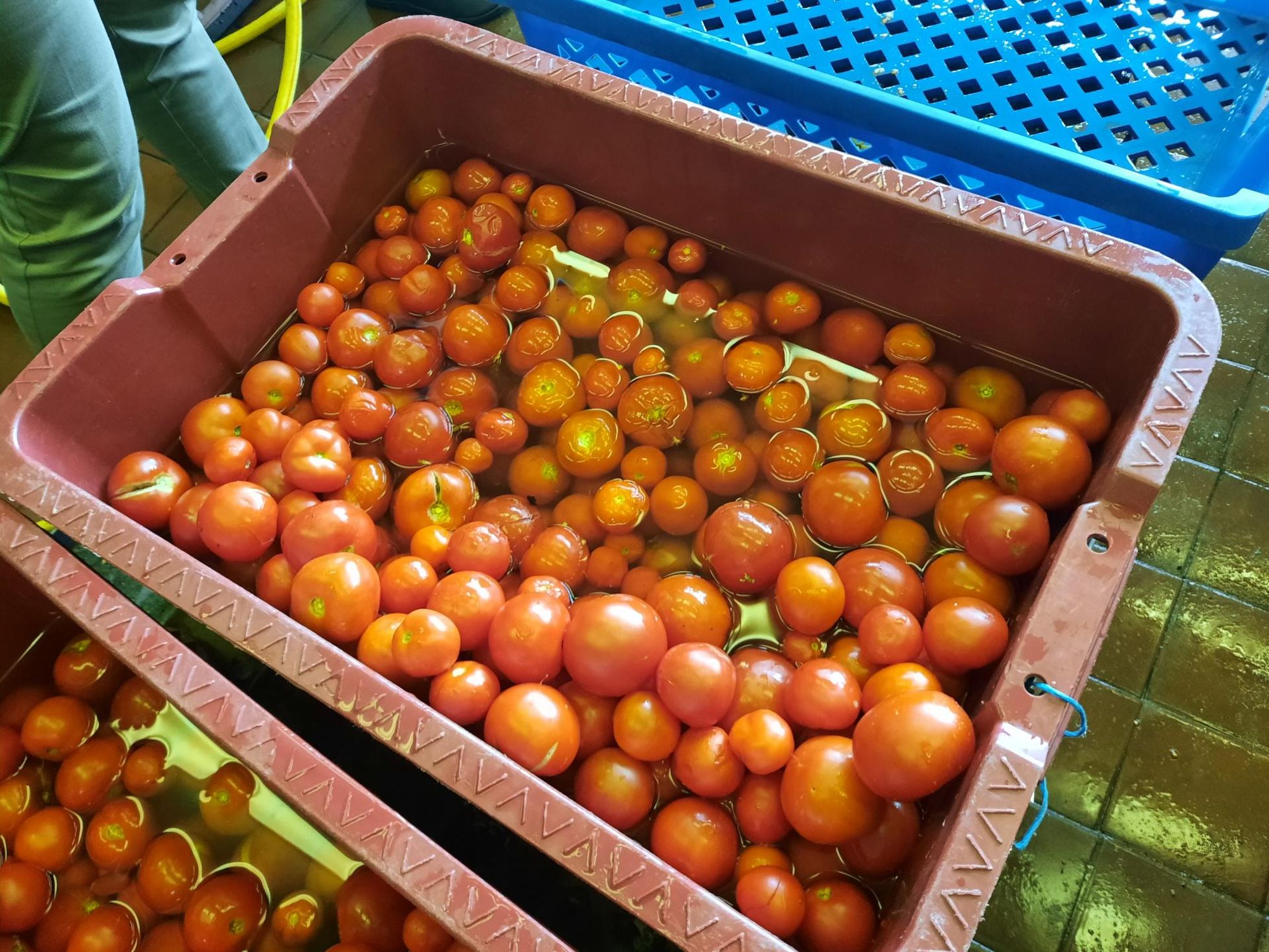 Enne seemnepressi minekut tomatid pestakse.