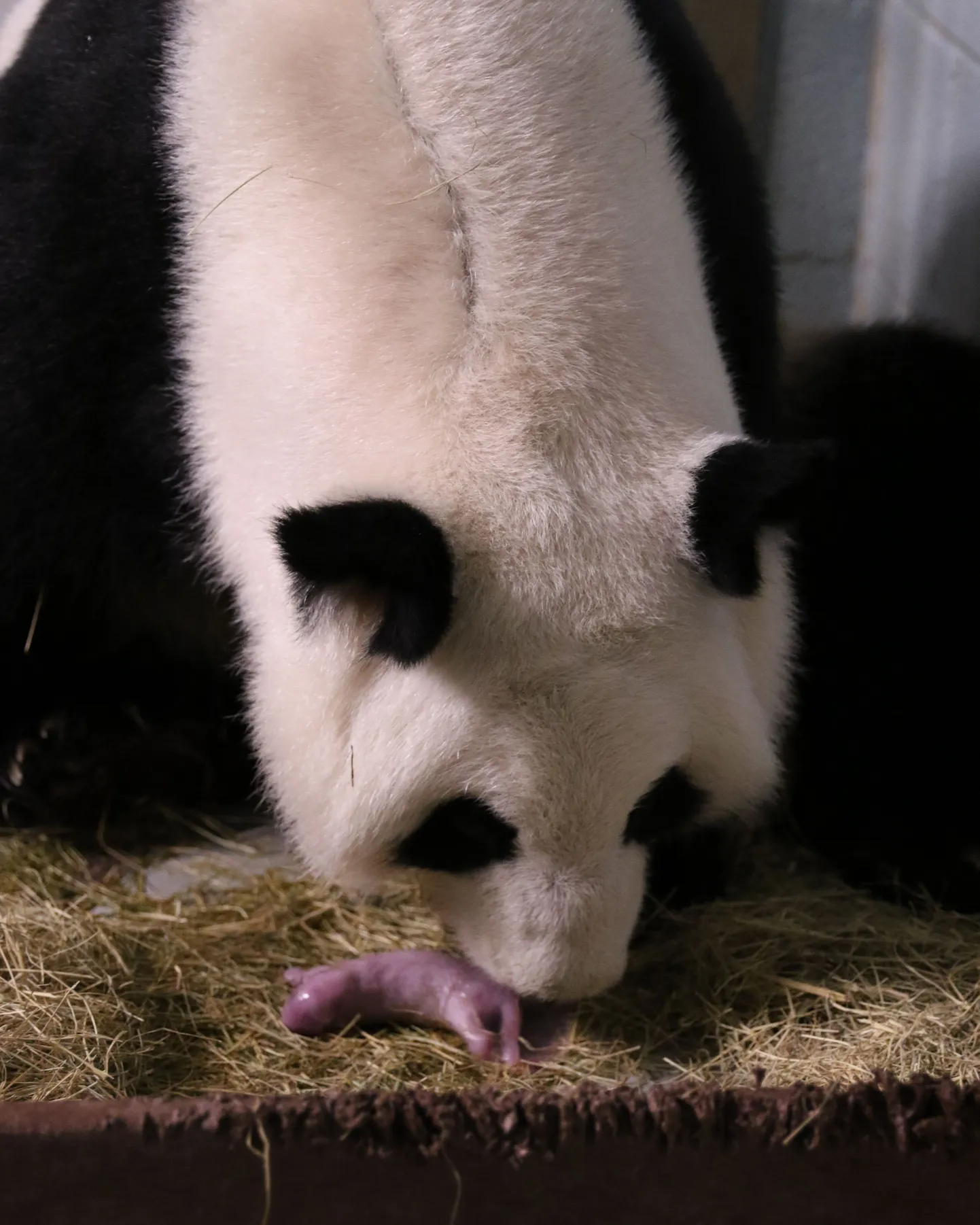 Lun Lun ühe värske pojaga.