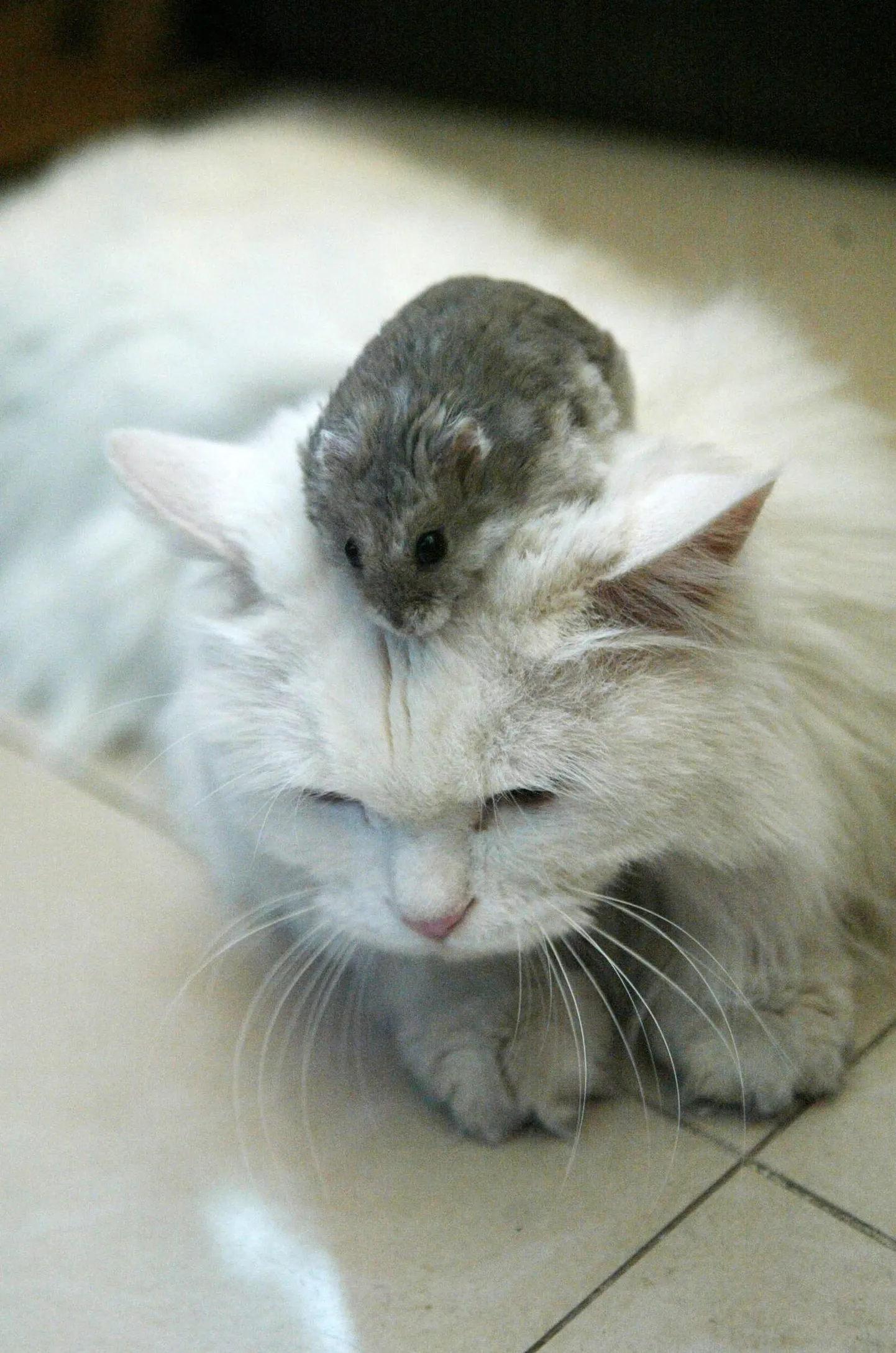 Hamster kiusab kassi