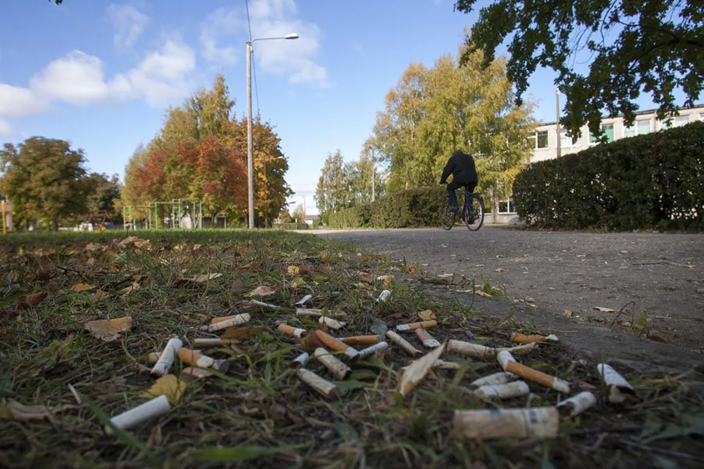 Kaare kooli ja sellest sügisest ka täiskasvanute gümnaasiumi hoone (paremal) ning Karlssoni lasteaia vahel kulgeval kõnniteel suitsetajad jätavad konid nii teele kui haljasalale. Pildi olevad konid on kokku korjatud mõneruutmeetriselt alalt, kuhu jäi neid küllaga veelgi.