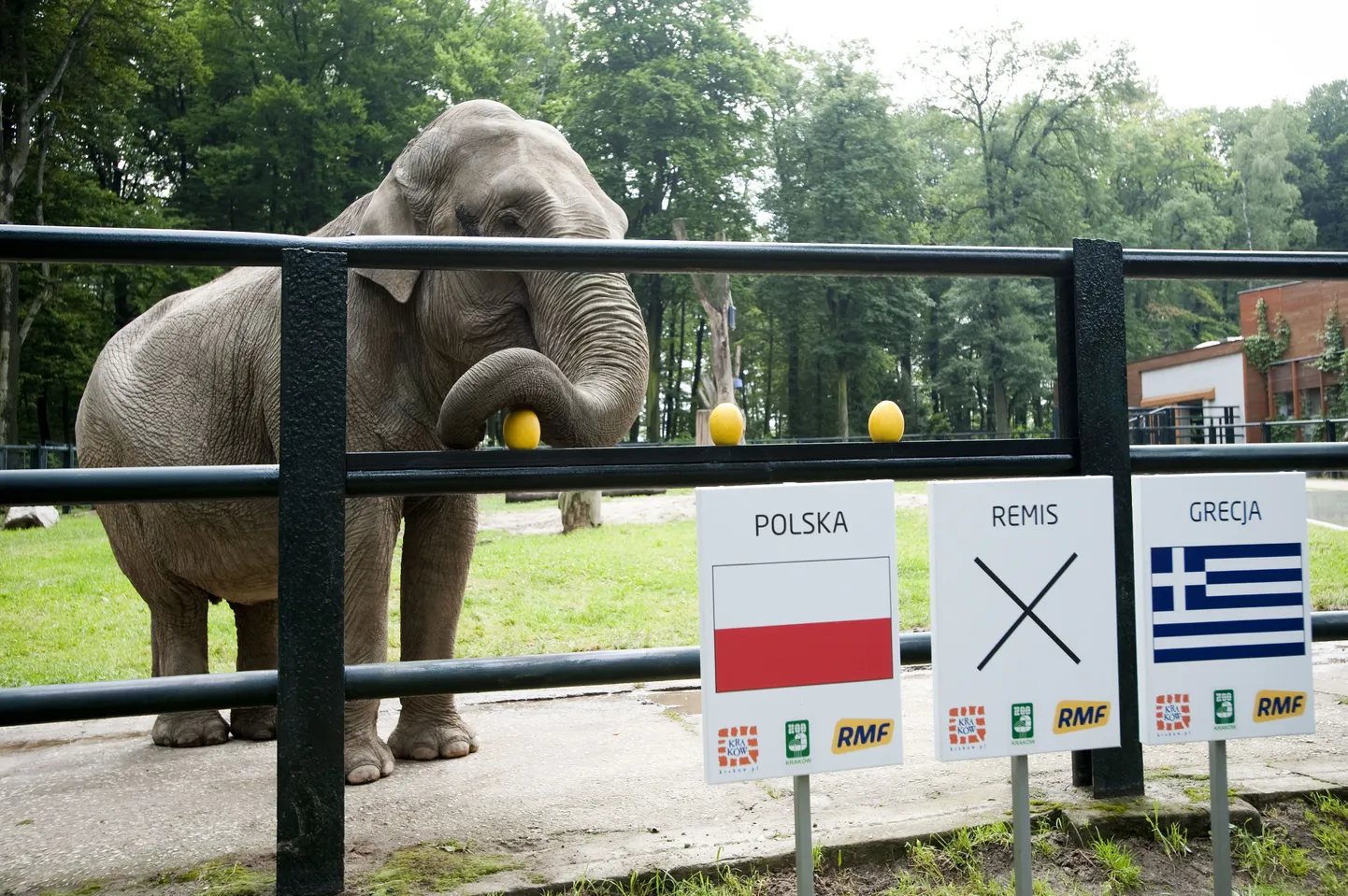Elevant Citta ennustamas jalgpalli EMi avamängu võitjat
