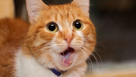 Loomaarst vastab: miks tekivad kassi lõua alla punnid?
