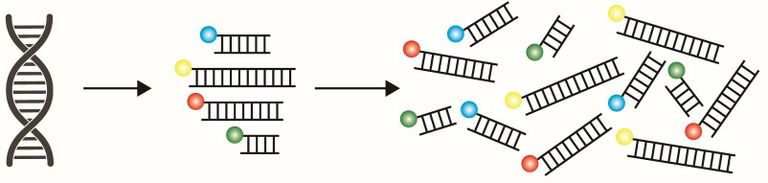 Sortide eristamiseks kasutatakse DNA-markereid.