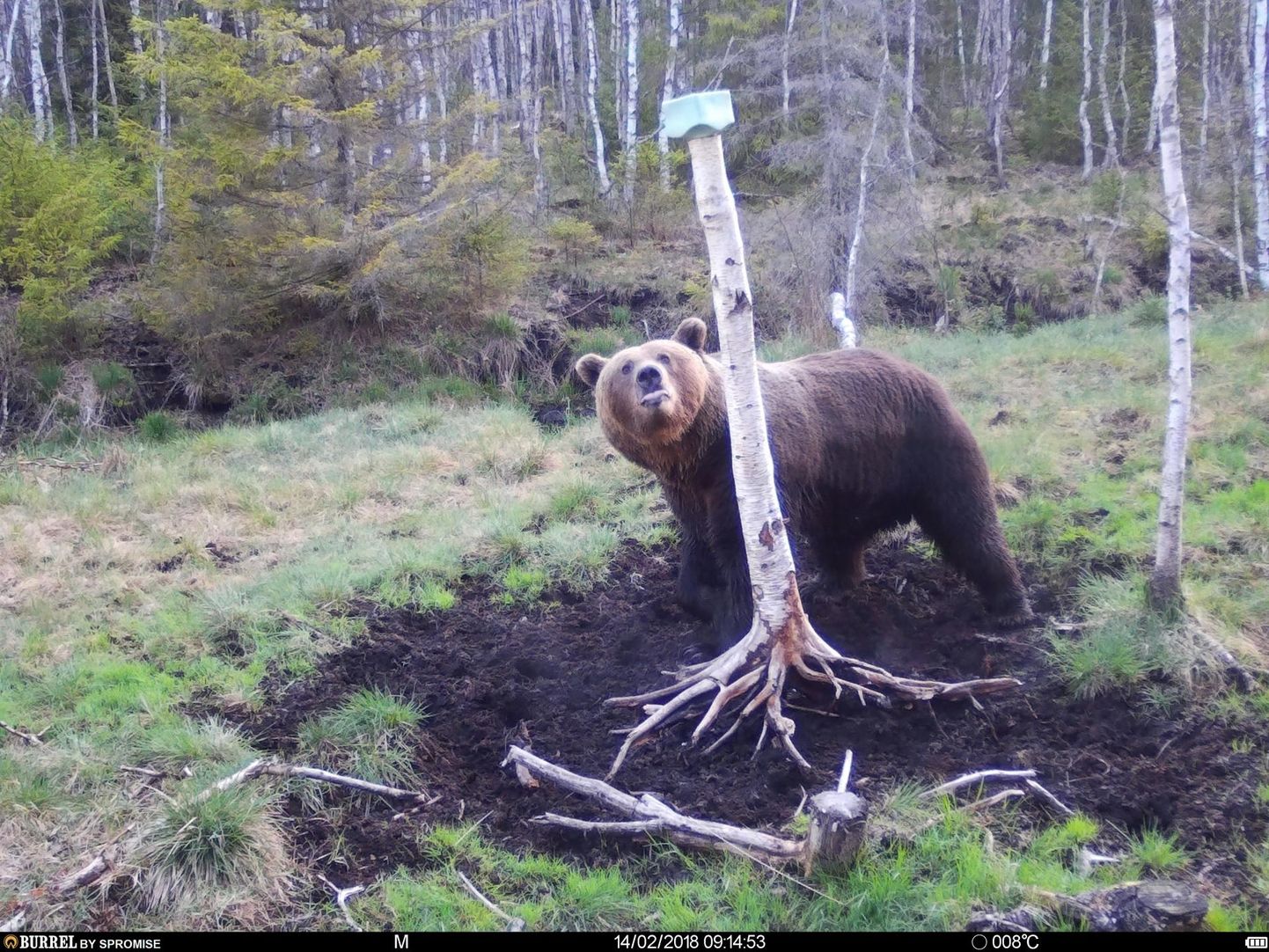Rajakaamera vaatevälja jäänud karu Järvamaa metsas.