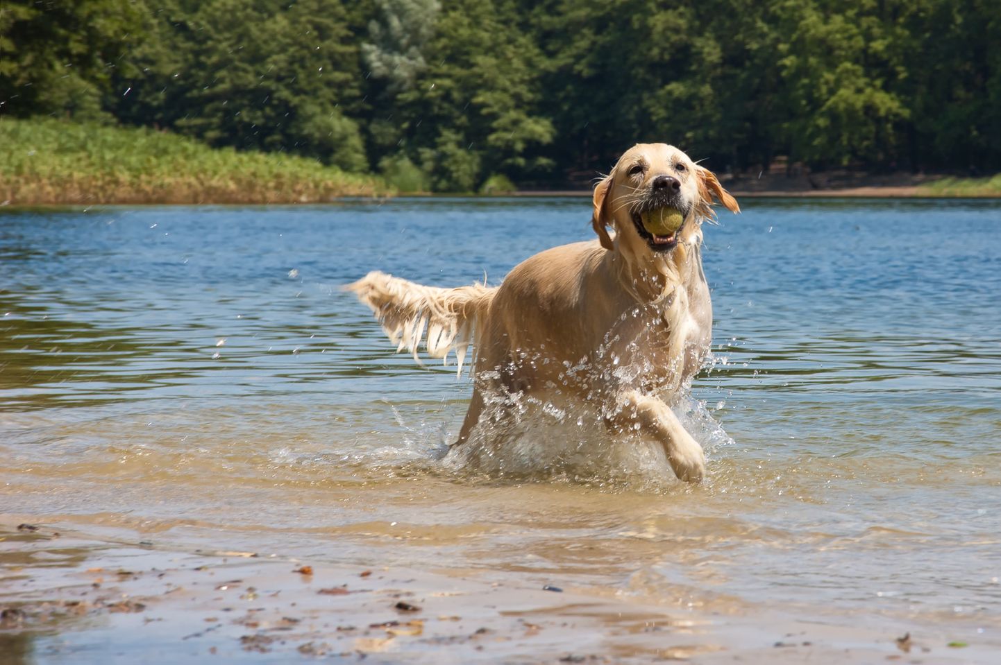 Собака в воде. Фото иллюстративное.