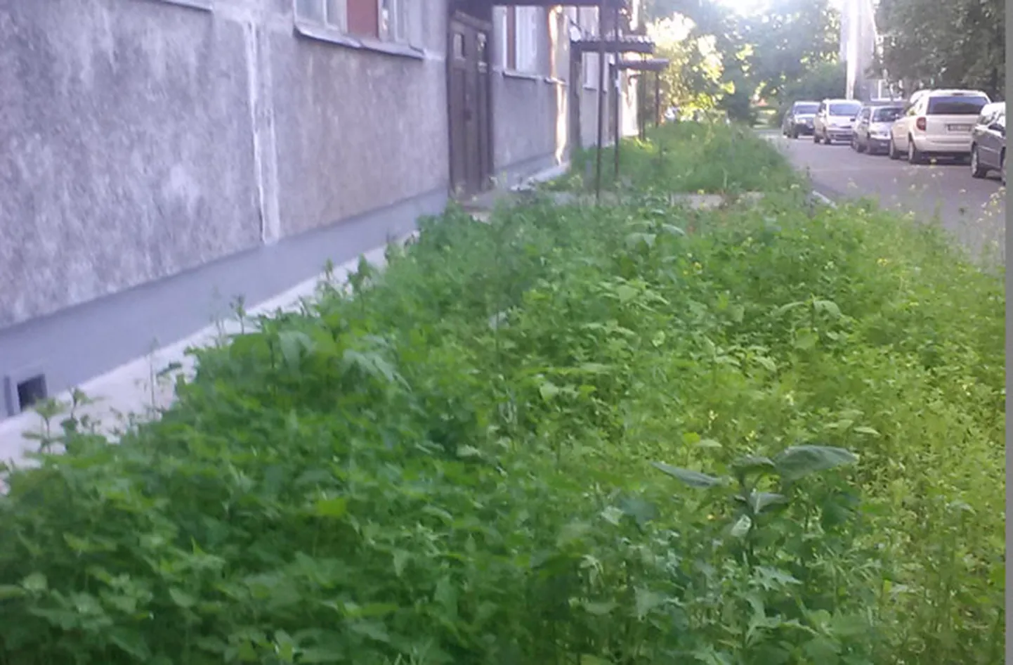 Raksta foto