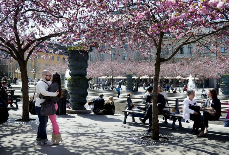 Inimesed nautimas kevadpäikest ja kirsiõisi Stockholmis, Kungsträdgårdenis, kui veel ei pidanud üksteisest eemale hoidma: 6. mai, 2013.
