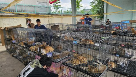 HIRMUS! ⟩ Politsei päästis Vietnamis üle 400 varastatud kassi liharoaks saamisest