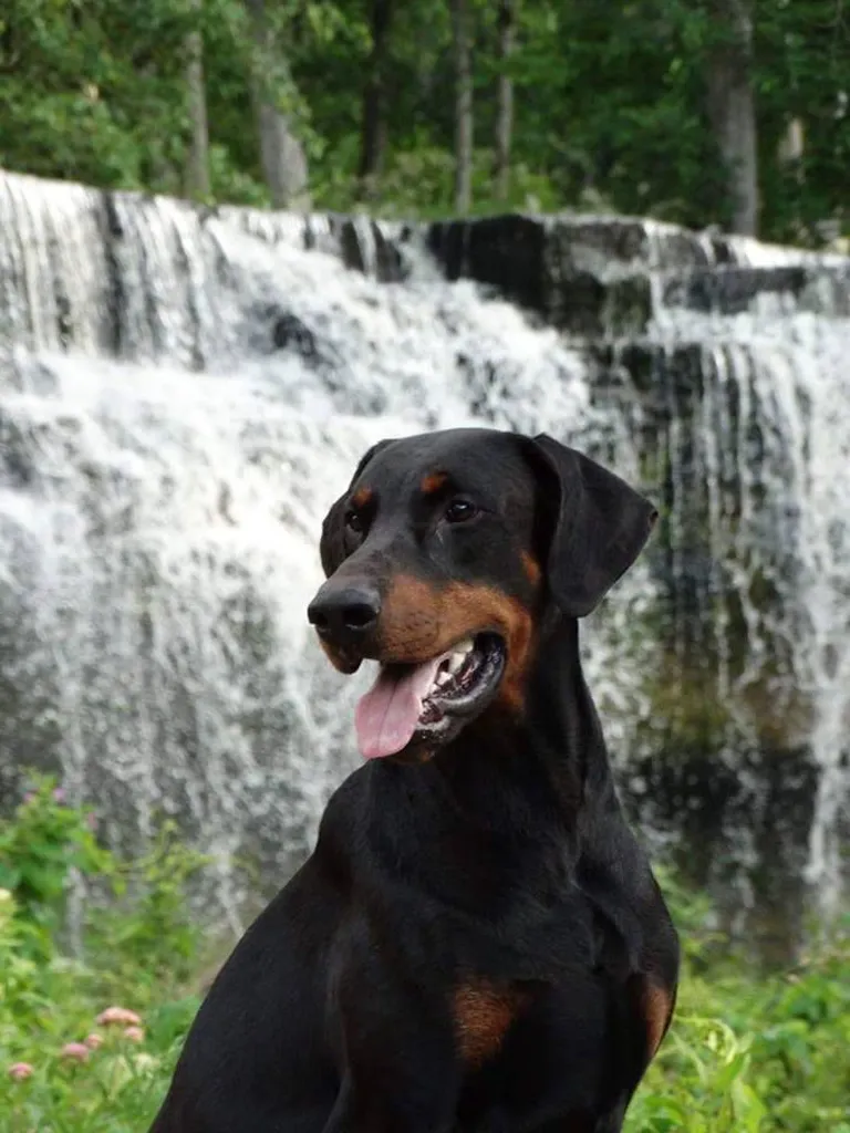 Dobermann ei ole loomult murdja, vaid armas kaisuloom. Foto: Birgit Niliski erakogust