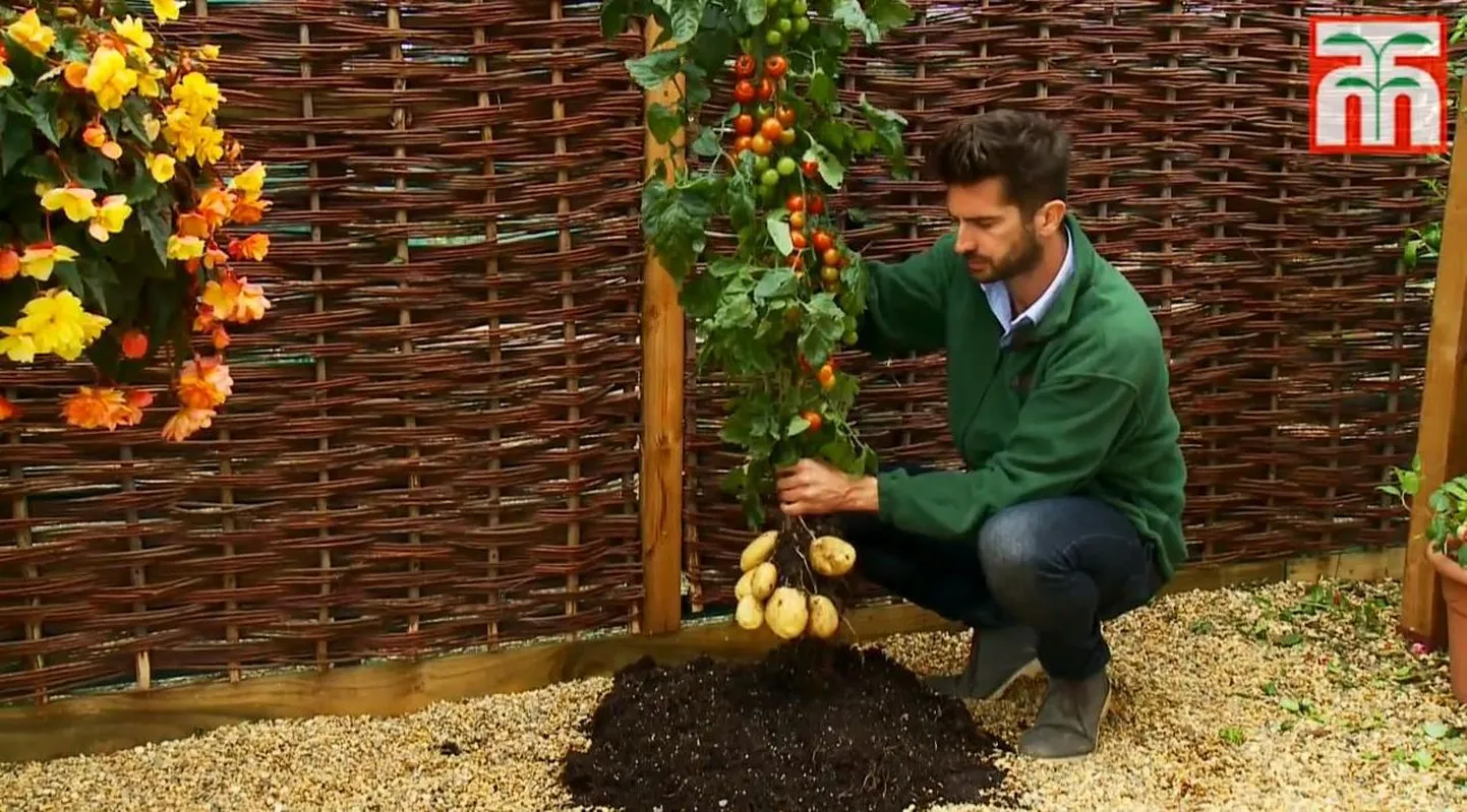 TomTato taimes on tomatid ja kartulid koos