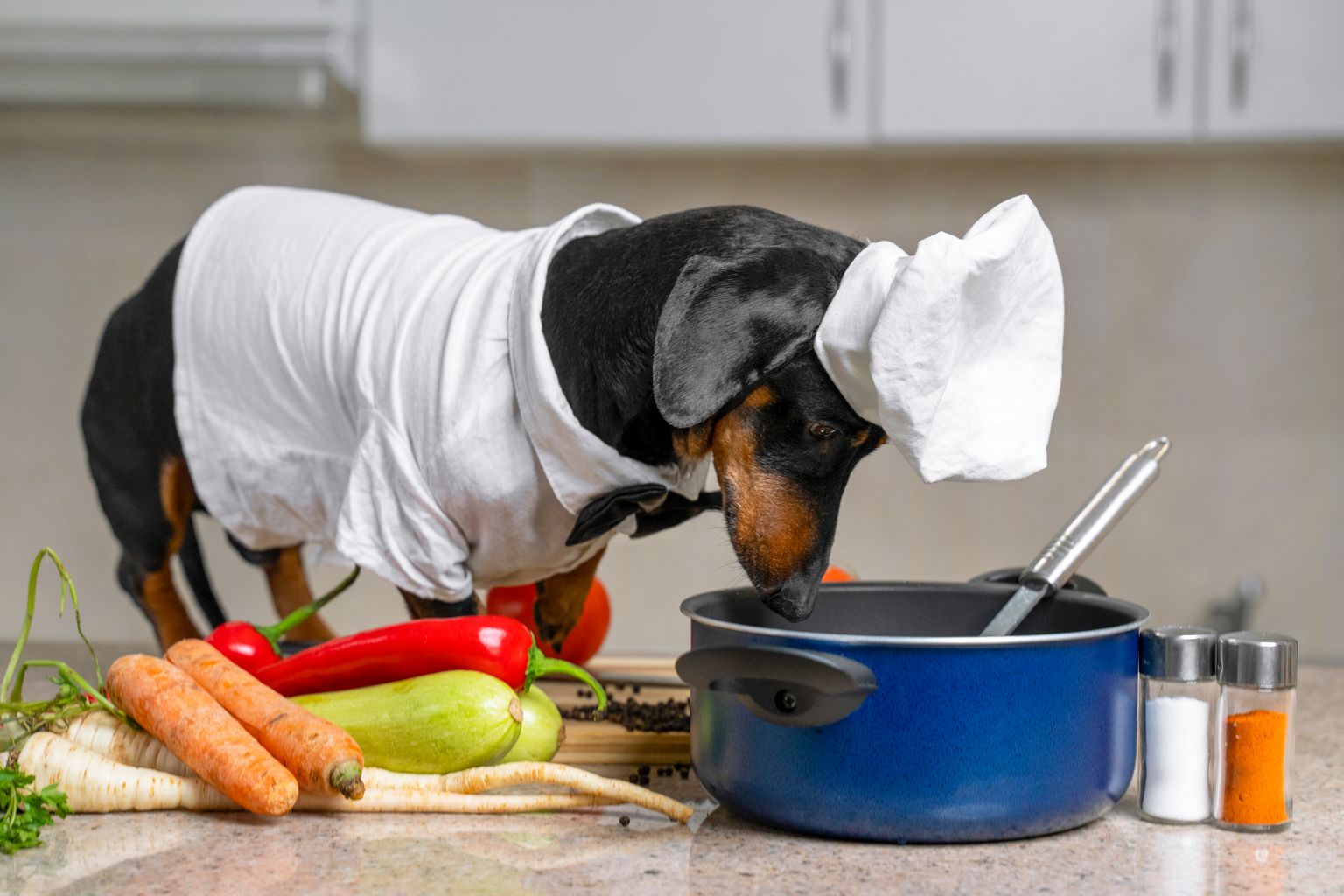 Собака-кулинар. Фото иллюстративное.