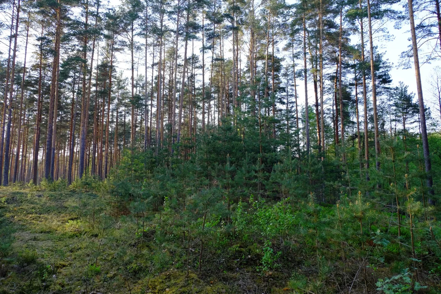Mänd suudab väheviljakas kasvukohatüübis looduslikult uueneda ka väikeses häilus.