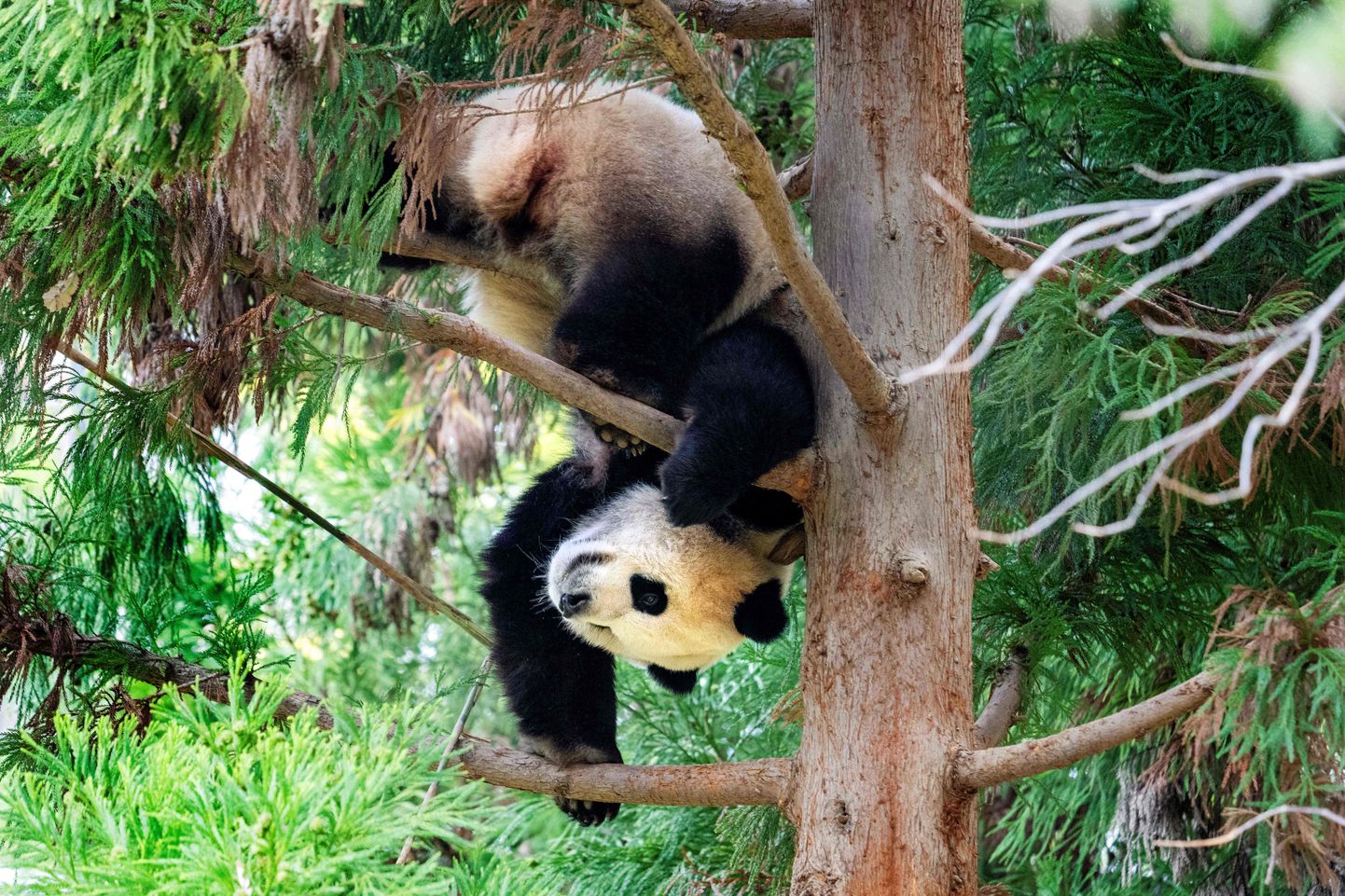 Panda Washingtoni loomaaias.