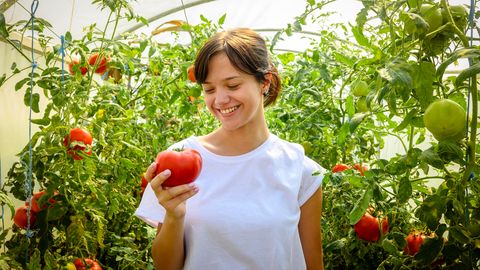 PÄÄSTERÕNGAS ⟩ Kaval nõks aitab tomatitel kuumuse muretult üle elada