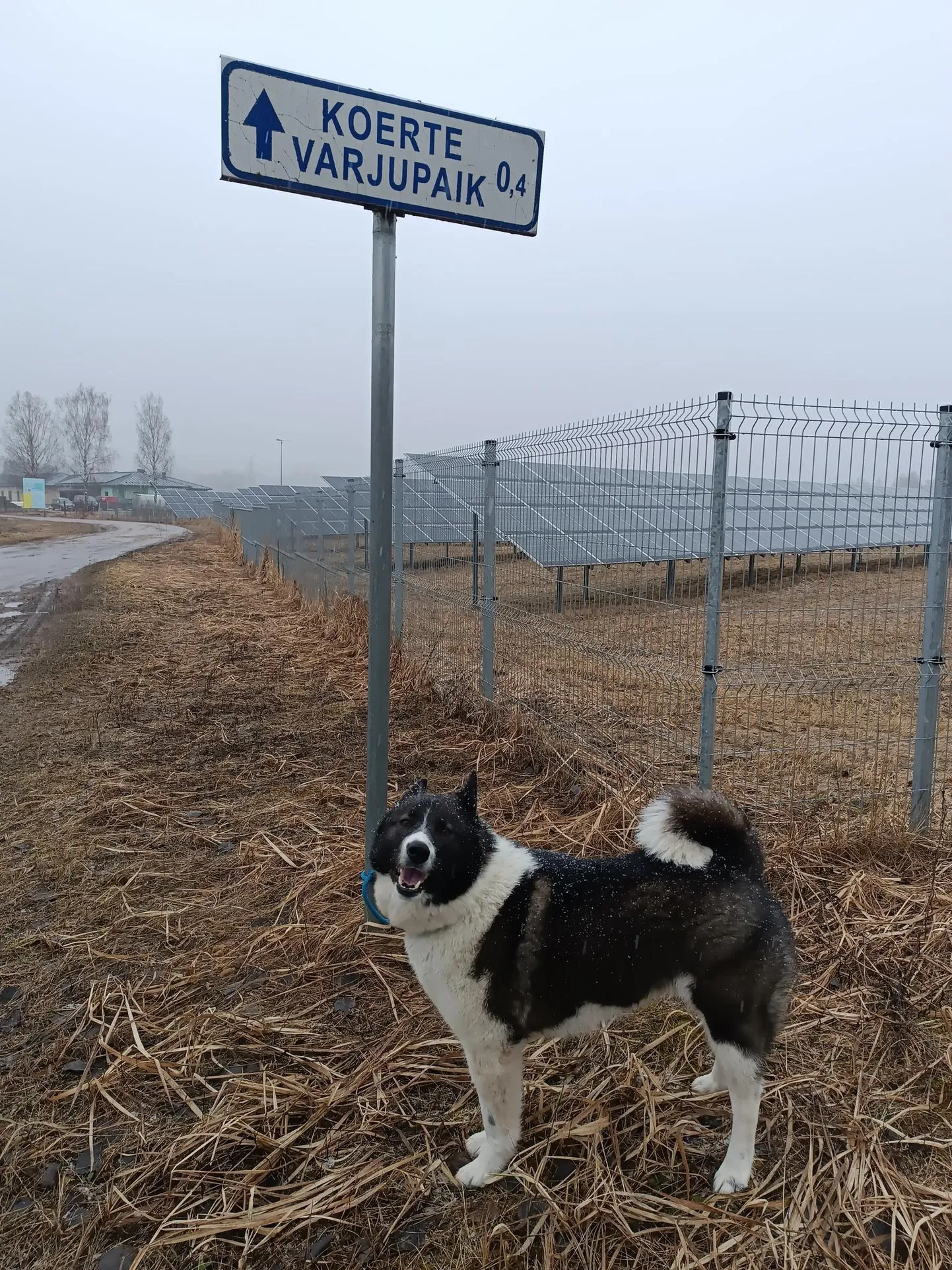 Koer oli rihmapidi seotud loomade varjupaika juhatavat silti kandva posti külge.