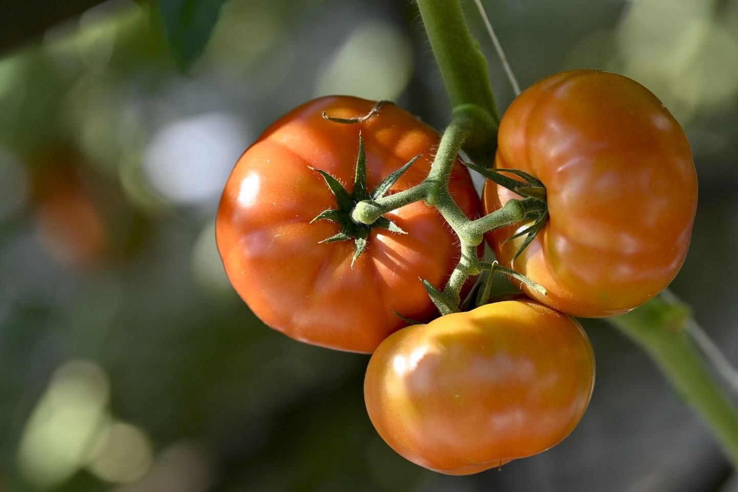 Kasvuhoones kasvavad tomatid.