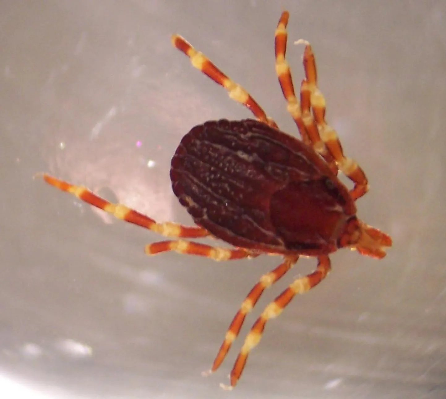 Клещ Hyalomma marginatum.