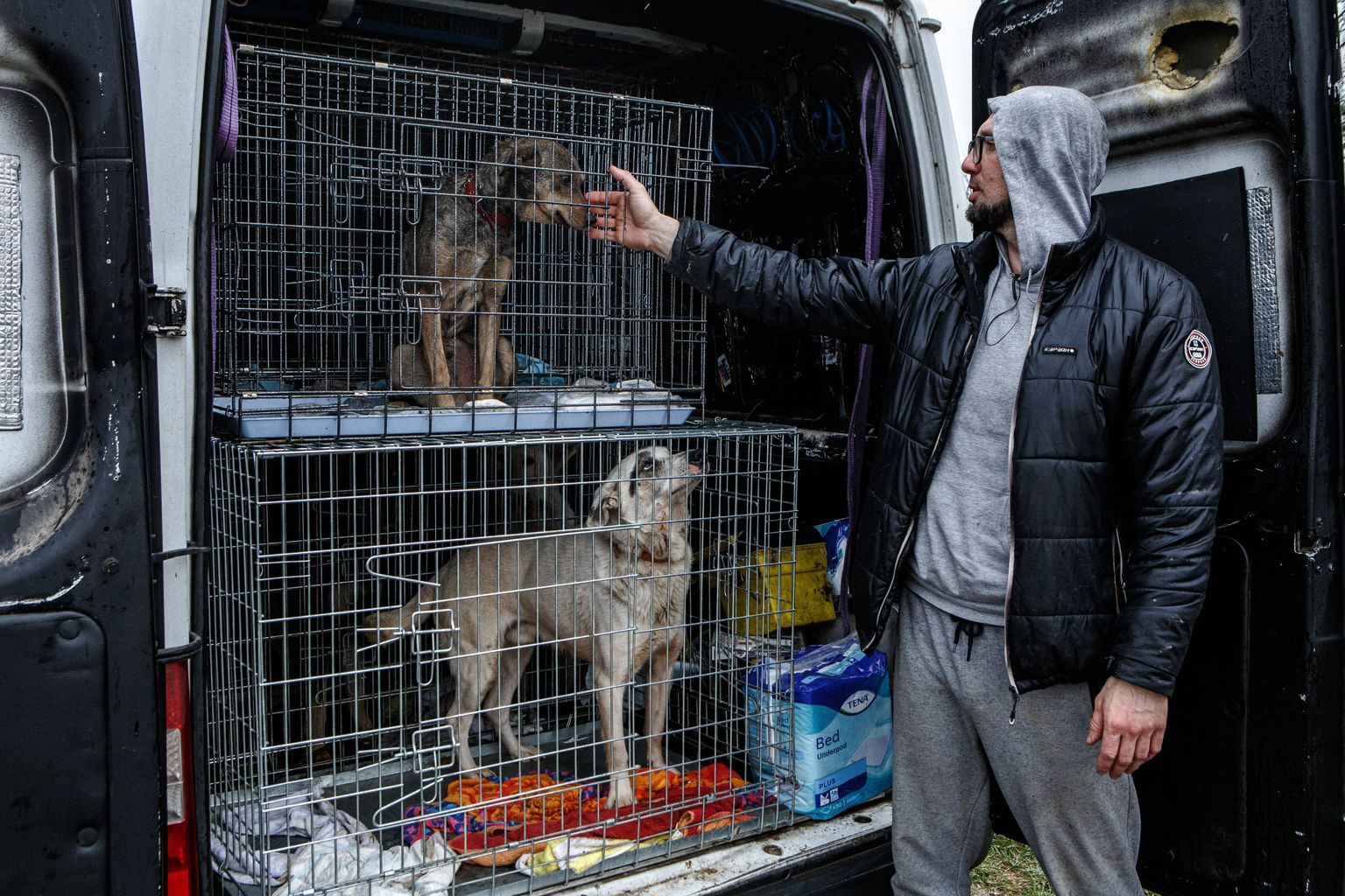 Koerad varjupaigas Ukrainas