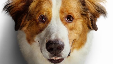 Пожалуй, лучший семейный фильм этого года: «Собачья жизнь 2» заставит поверить в настоящую дружбу