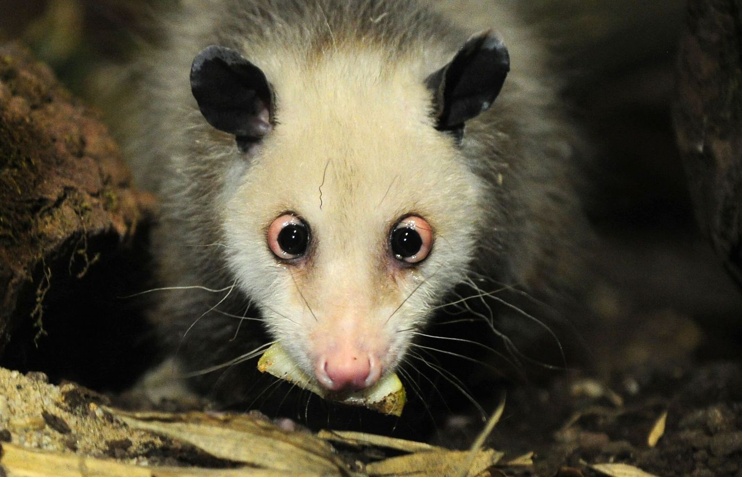 Opossum, pilt illustratiivne