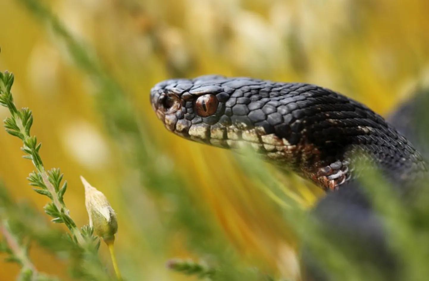 Parastā odze (Vipera berus)