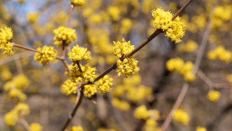 Piektdien spīdēs saule