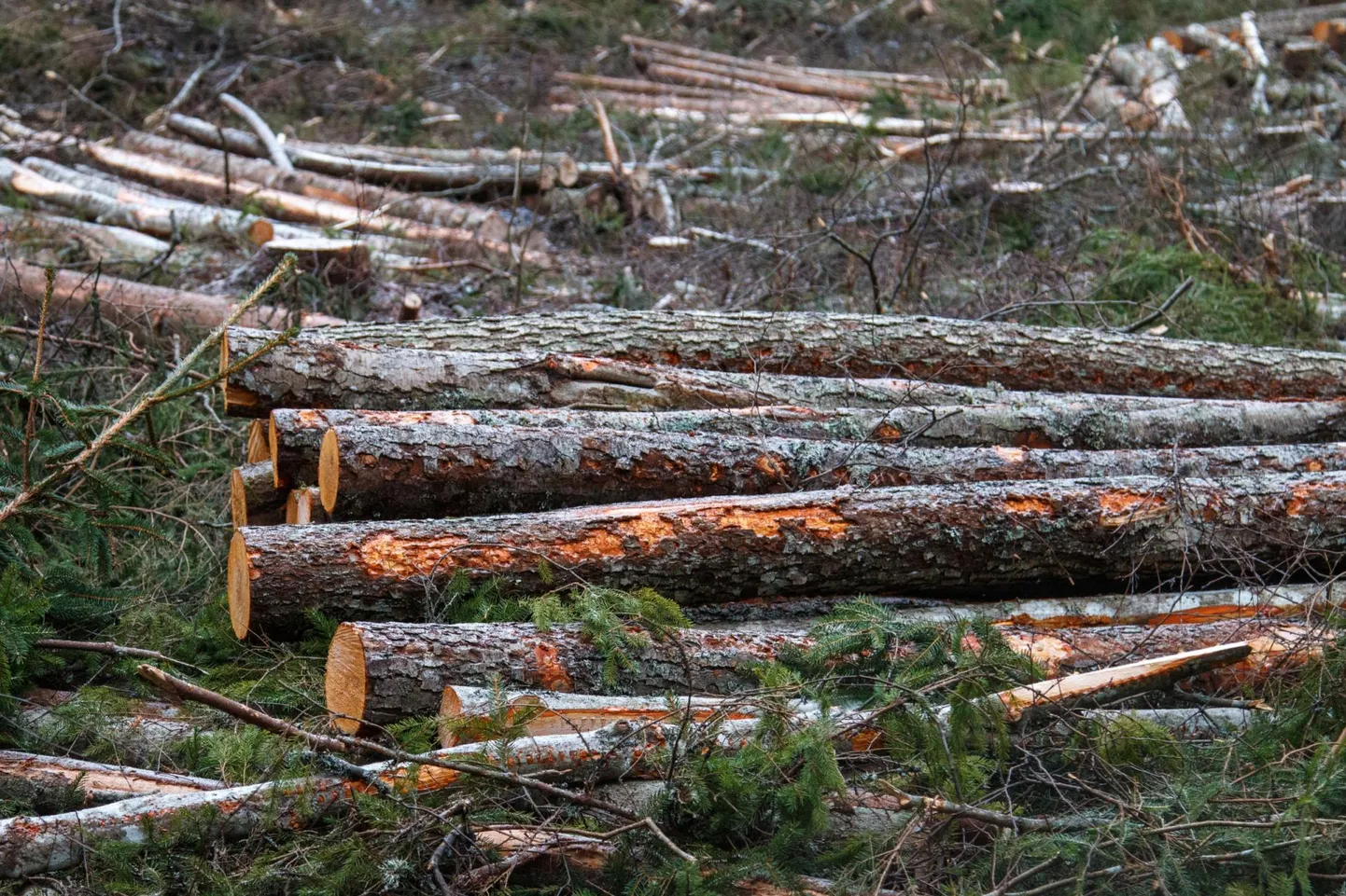 Kõige rohkem tööõnnetusi juhtub puidutööstustes.Foto on illustreeriv.