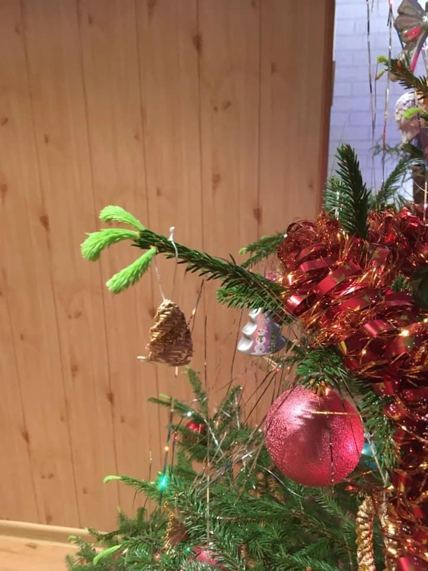 Jõulupuu kasvatas kasvud ja okkaid maha ei aja.