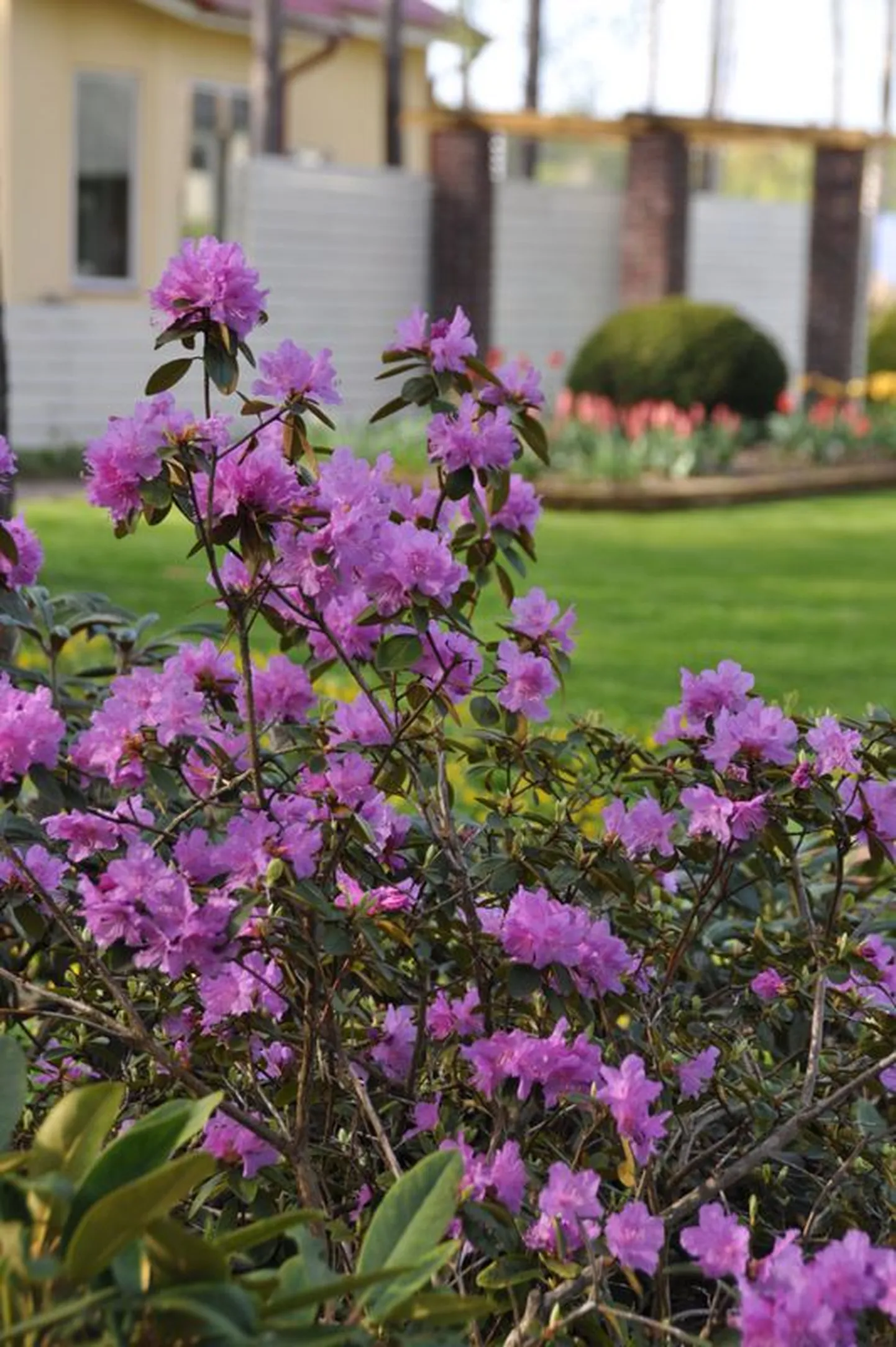 Üks varastest õitsejatest, rododendron P.J.M.Elite.