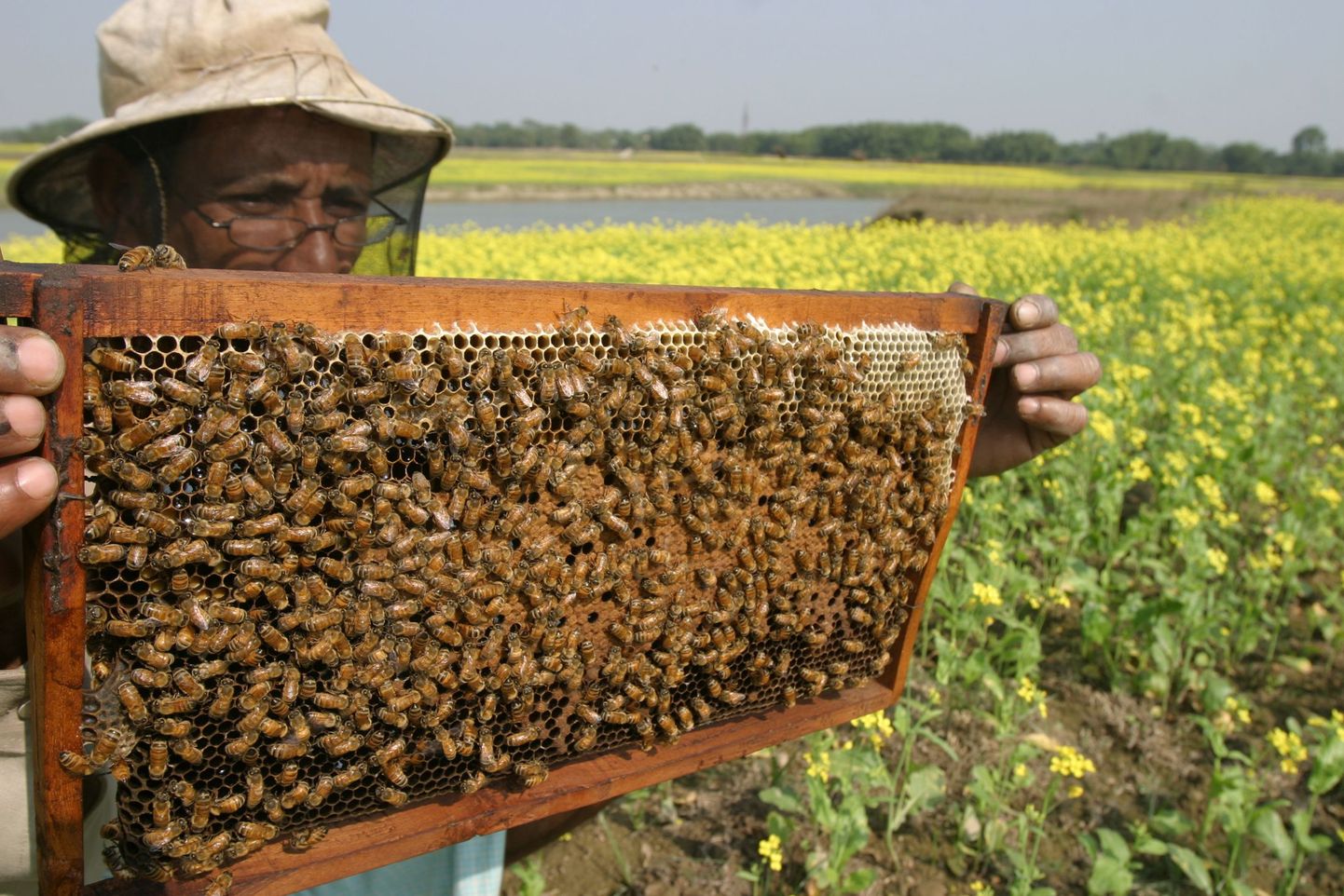 Mesinik mesilastega