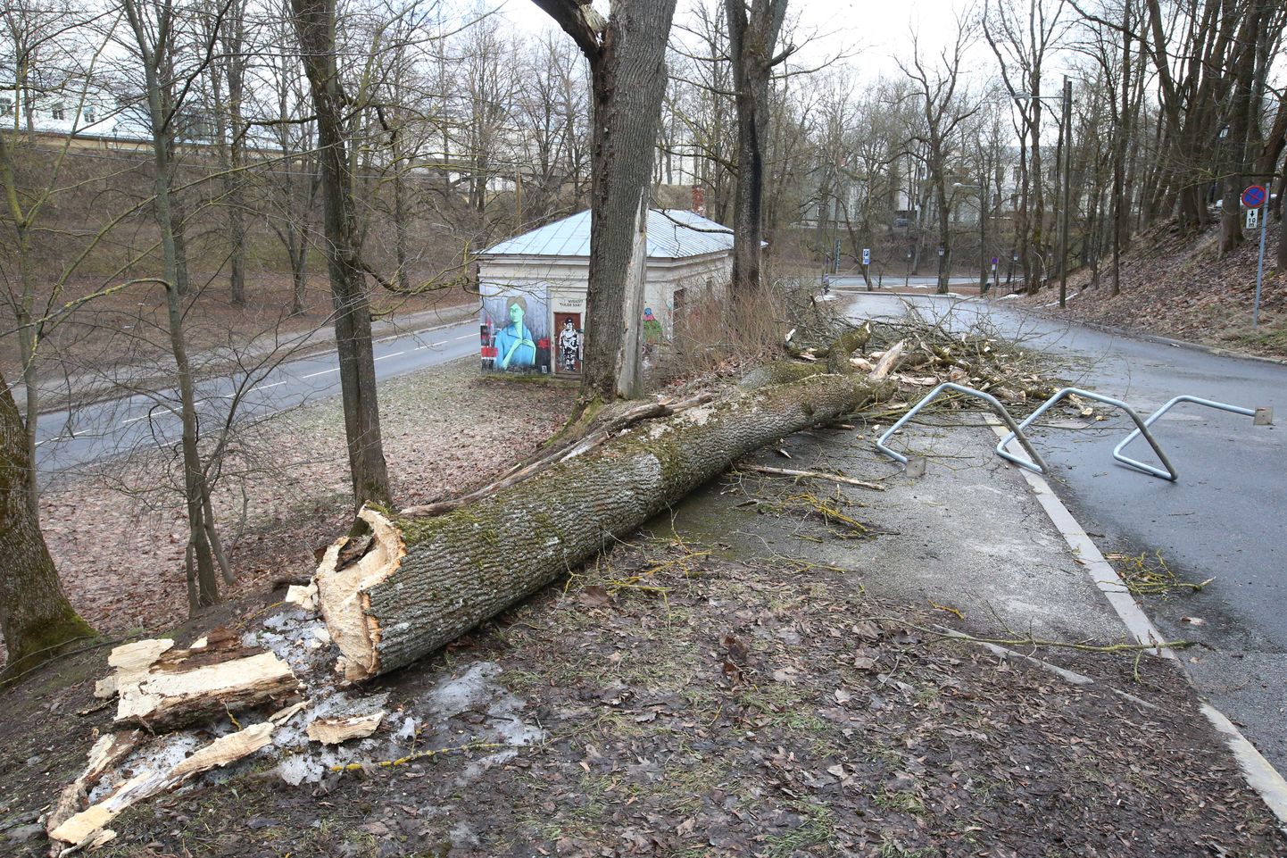 Toomemäel oli torm maha murdnud kaks puud. Ennelõunaks olid need sõiduteelt juba eemale tõstetud.