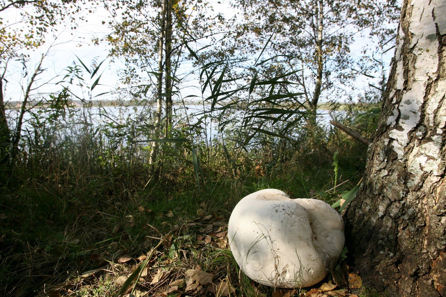 Ka Eestimaalt on leitud hiigelsuuri murumunasid. Pilt on tehtud eelmisel aastal Ülenurme vallas.